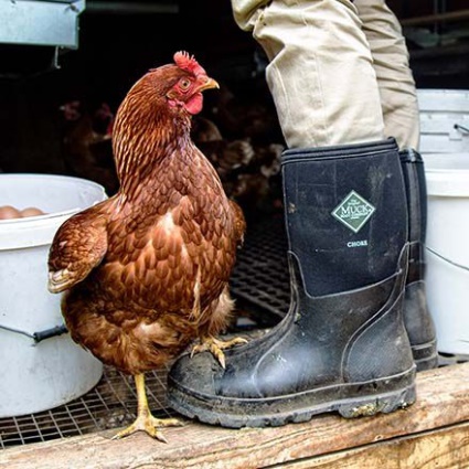 Muckboot Herrearbejde Mellem Sort